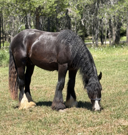 HorseID: 2319532 Rems Black Magic - PhotoID: 1106806