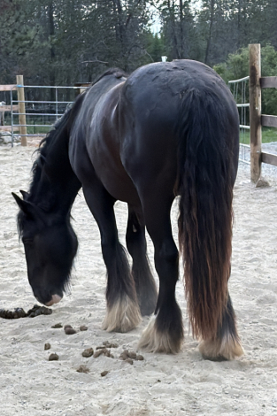 HorseID: 2319532 Rems Black Magic - PhotoID: 1106807
