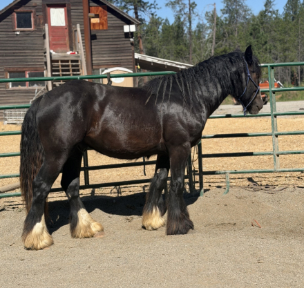HorseID: 2319532 Rems Black Magic - PhotoID: 1106808