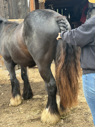 HorseID: 2319532 Rems Black Magic - PhotoID: 1106809