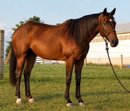 Quarter Horse