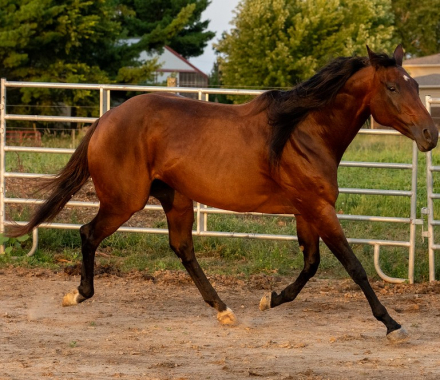 HorseID: 2319535 LC MS Tweedy Dee - PhotoID: 1106894