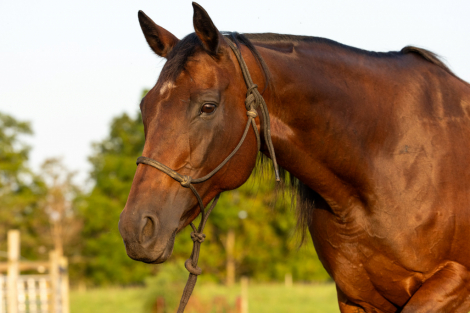 HorseID: 2319535 LC MS Tweedy Dee - PhotoID: 1106895