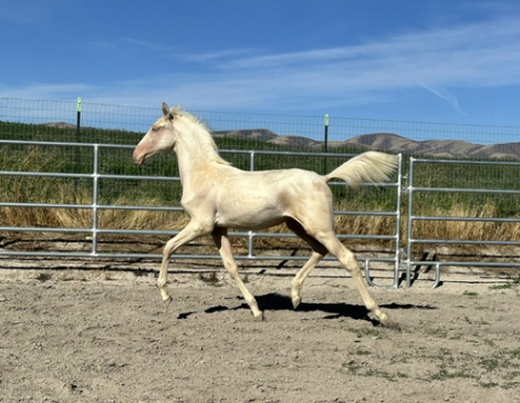 Xama (Lusitano, Colt (under 4)) in Fielding, UT