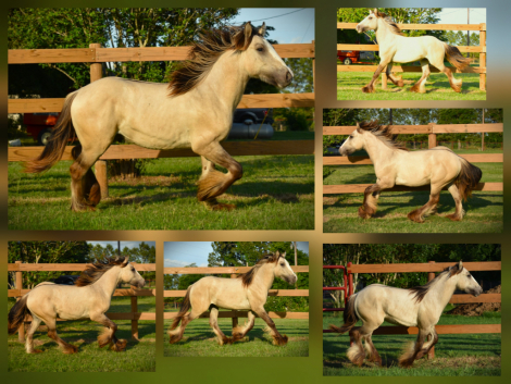 HorseID: 2319550 BrightHaven WhereTheWildThingsAre - PhotoID: 1106837