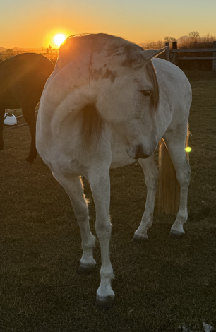 HorseID: 2319554 Finomena de Disparado - PhotoID: 1106841