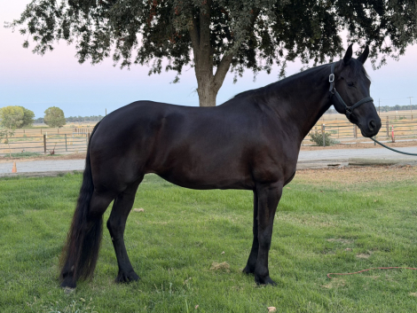 HorseID: 2319557 Beauty - PhotoID: 1106842