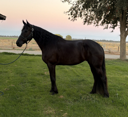 HorseID: 2319557 Beauty - PhotoID: 1106843