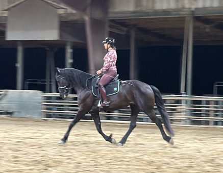 HorseID: 2319557 Beauty - PhotoID: 1106844