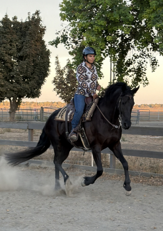 HorseID: 2319557 Beauty - PhotoID: 1106845