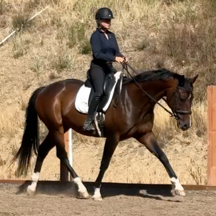 Warmblood