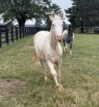 HorseID: 2319561 I’m Just Ken - PhotoID: 1106851