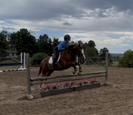 HorseID: 2319562 Wednesday's Etoile De Paris - PhotoID: 1106852