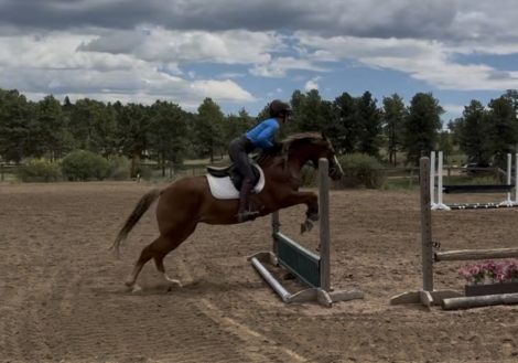 HorseID: 2319562 Wednesday's Etoile De Paris - PhotoID: 1106853