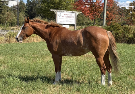 HorseID: 2319565 I’ve Got The Swagger - PhotoID: 1106856