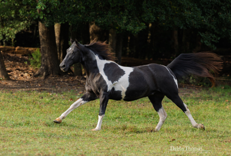 HorseID: 2319568 Throw the Dice. Missouri fox trotter - PhotoID: 1106863