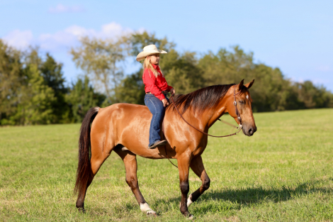 HorseID: 2319573 Rambler - PhotoID: 1106872