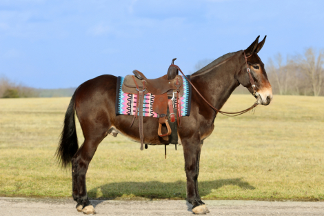 HorseID: 2319575 Leroy - PhotoID: 1106883