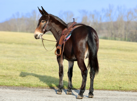 HorseID: 2319575 Leroy - PhotoID: 1106884