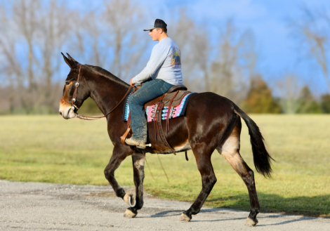 HorseID: 2319575 Leroy - PhotoID: 1106885