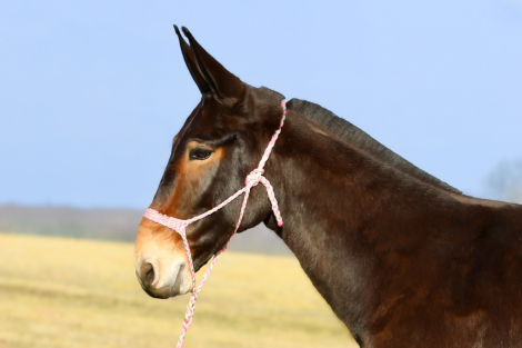 HorseID: 2319575 Leroy - PhotoID: 1106886