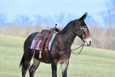 HorseID: 2319575 Leroy - PhotoID: 1106887
