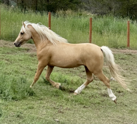 Welsh Pony and Cob (Welsh Pony and Cob, Stallion) in Moyie Springs, ID