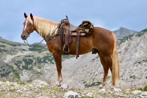 HorseID: 2319591 Stone - PhotoID: 1106912