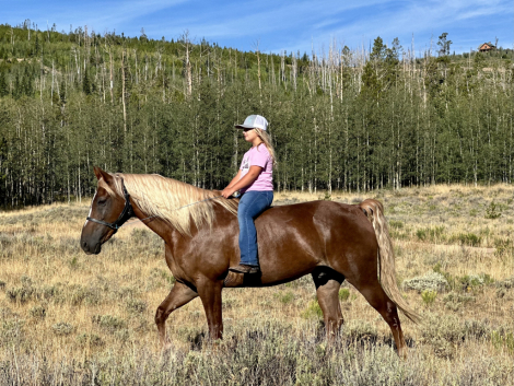 HorseID: 2319591 Stone - PhotoID: 1106914