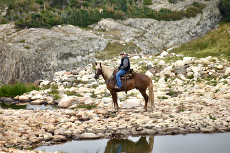 HorseID: 2319591 Stone - PhotoID: 1106915