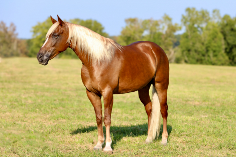 HorseID: 2319591 Stone - PhotoID: 1106916