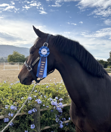 HorseID: 2319597 RDF RINGO - PhotoID: 1106928