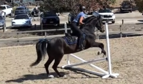 HorseID: 2319597 RDF RINGO - PhotoID: 1106929