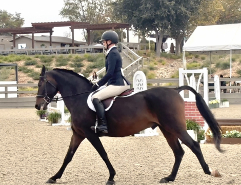 HorseID: 2319597 RDF RINGO - PhotoID: 1106930
