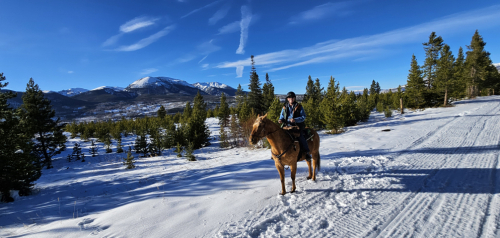 HorseID: 2319602 Riddles And Gold - PhotoID: 1106935