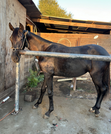 HorseID: 2319604 Bella - PhotoID: 1106938