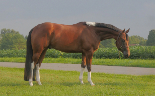 HorseID: 2319609 Make Good Choices - PhotoID: 1106945