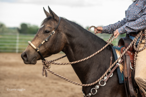 HorseID: 2319611 Zips Secret Recipe - PhotoID: 1106957
