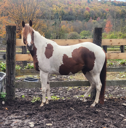 HorseID: 2319613 Redcat - PhotoID: 1106953