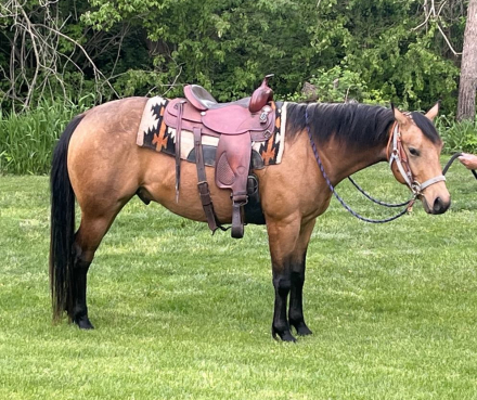 HorseID: 2319615 Freakin Cool Whizkey - PhotoID: 1106955