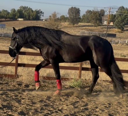 HorseID: 2319616 Casino - PhotoID: 1106960