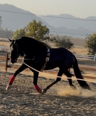 HorseID: 2319616 Casino - PhotoID: 1106961