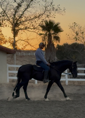 HorseID: 2319616 Casino - PhotoID: 1106962