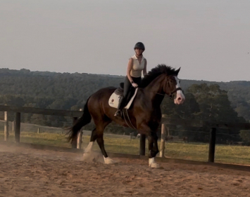 HorseID: 2319621 Divinely Sweet - PhotoID: 1106972