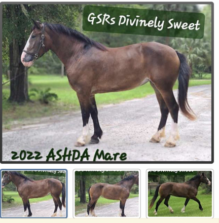 HorseID: 2319621 Divinely Sweet - PhotoID: 1106973