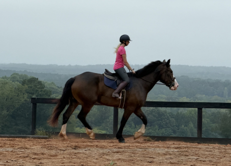 HorseID: 2319621 Divinely Sweet - PhotoID: 1106974