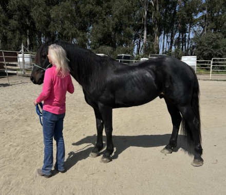 HorseID: 2319624 Prince - PhotoID: 1106984