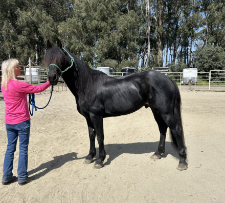 HorseID: 2319624 Prince - PhotoID: 1106985