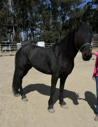 HorseID: 2319624 Prince - PhotoID: 1106986