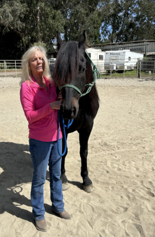 HorseID: 2319624 Prince - PhotoID: 1106987